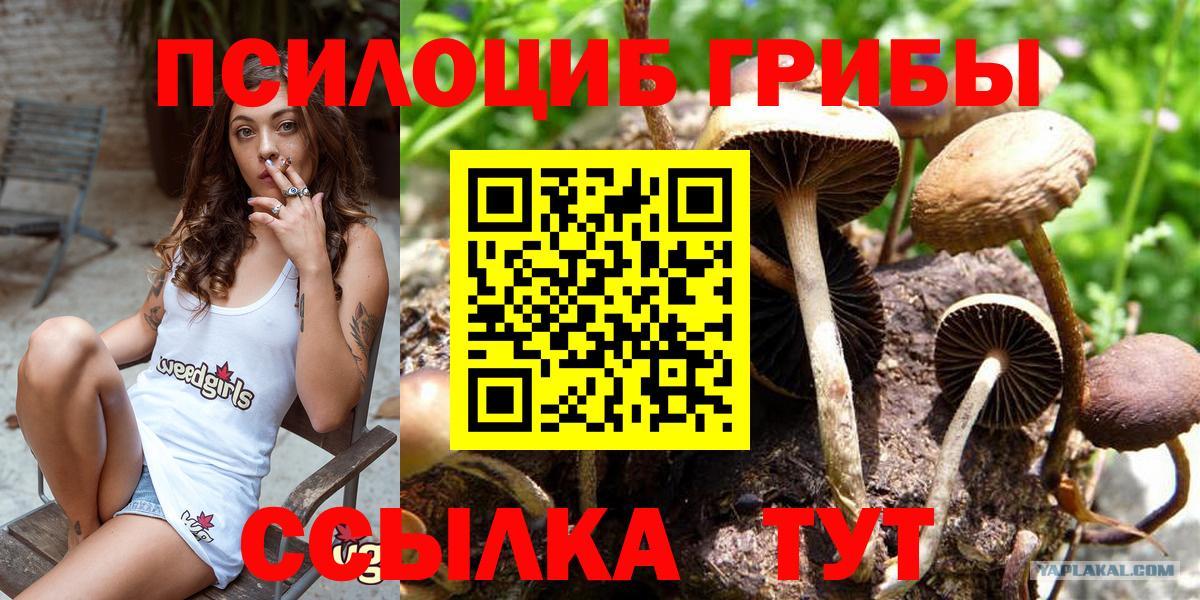 Галлюциногенные грибы Psilocybe Полысаево